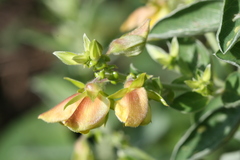 Crotalaria madurensis